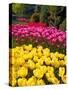 Tulips in Keukenhof Flower Garden in Lisse Netherlands-Rostislavv-Stretched Canvas