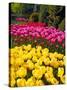 Tulips in Keukenhof Flower Garden in Lisse Netherlands-Rostislavv-Stretched Canvas