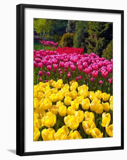 Tulips in Keukenhof Flower Garden in Lisse Netherlands-Rostislavv-Framed Photographic Print