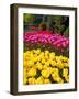 Tulips in Keukenhof Flower Garden in Lisse Netherlands-Rostislavv-Framed Photographic Print