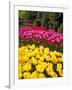 Tulips in Keukenhof Flower Garden in Lisse Netherlands-Rostislavv-Framed Photographic Print