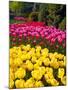 Tulips in Keukenhof Flower Garden in Lisse Netherlands-Rostislavv-Mounted Photographic Print