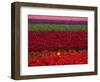 Tulips in Keukenhof Gardens, Amsterdam, Netherlands-Keren Su-Framed Photographic Print