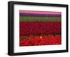 Tulips in Keukenhof Gardens, Amsterdam, Netherlands-Keren Su-Framed Photographic Print