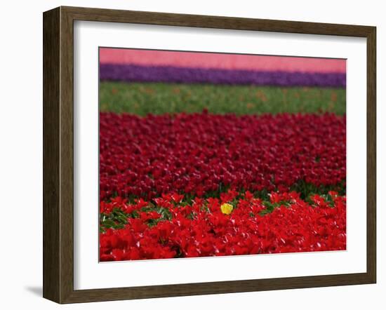 Tulips in Keukenhof Gardens, Amsterdam, Netherlands-Keren Su-Framed Photographic Print