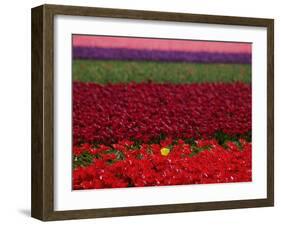 Tulips in Keukenhof Gardens, Amsterdam, Netherlands-Keren Su-Framed Photographic Print