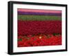 Tulips in Keukenhof Gardens, Amsterdam, Netherlands-Keren Su-Framed Photographic Print