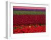 Tulips in Keukenhof Gardens, Amsterdam, Netherlands-Keren Su-Framed Photographic Print