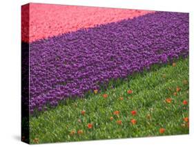 Tulips in Keukenhof Gardens, Amsterdam, Netherlands-Keren Su-Stretched Canvas