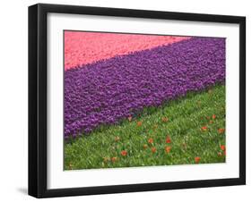 Tulips in Keukenhof Gardens, Amsterdam, Netherlands-Keren Su-Framed Premium Photographic Print