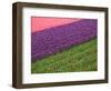 Tulips in Keukenhof Gardens, Amsterdam, Netherlands-Keren Su-Framed Photographic Print