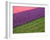 Tulips in Keukenhof Gardens, Amsterdam, Netherlands-Keren Su-Framed Photographic Print