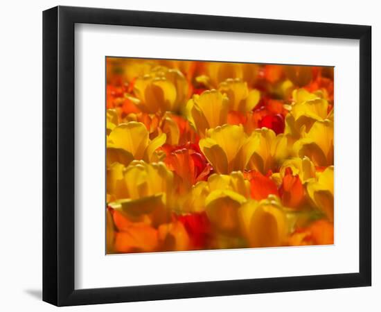 Tulips in Keukenhof Gardens, Amsterdam, Netherlands-Keren Su-Framed Photographic Print