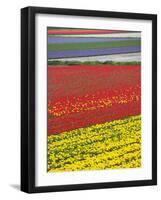 Tulips in Keukenhof Gardens, Amsterdam, Netherlands-Keren Su-Framed Photographic Print