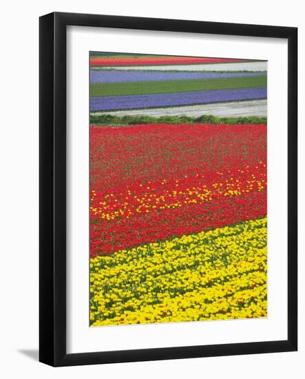 Tulips in Keukenhof Gardens, Amsterdam, Netherlands-Keren Su-Framed Photographic Print