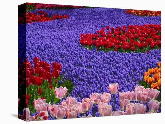 Tulips in Keukenhof Gardens, Amsterdam, Netherlands-Keren Su-Stretched Canvas