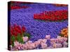 Tulips in Keukenhof Gardens, Amsterdam, Netherlands-Keren Su-Stretched Canvas