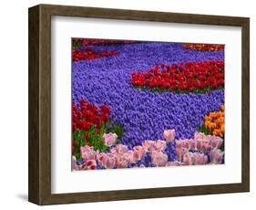 Tulips in Keukenhof Gardens, Amsterdam, Netherlands-Keren Su-Framed Photographic Print