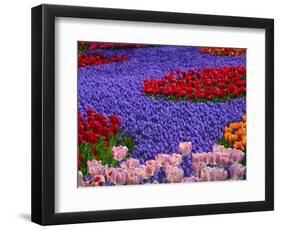 Tulips in Keukenhof Gardens, Amsterdam, Netherlands-Keren Su-Framed Photographic Print