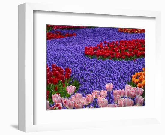 Tulips in Keukenhof Gardens, Amsterdam, Netherlands-Keren Su-Framed Photographic Print