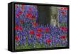 Tulips in Keukenhof Gardens, Amsterdam, Netherlands-Keren Su-Framed Stretched Canvas