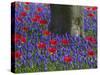 Tulips in Keukenhof Gardens, Amsterdam, Netherlands-Keren Su-Stretched Canvas