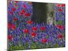 Tulips in Keukenhof Gardens, Amsterdam, Netherlands-Keren Su-Mounted Photographic Print