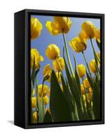 Tulips in Keukenhof Gardens, Amsterdam, Netherlands-Keren Su-Framed Stretched Canvas