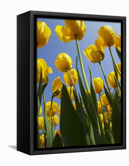 Tulips in Keukenhof Gardens, Amsterdam, Netherlands-Keren Su-Framed Stretched Canvas