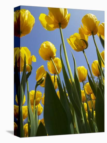 Tulips in Keukenhof Gardens, Amsterdam, Netherlands-Keren Su-Stretched Canvas