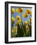 Tulips in Keukenhof Gardens, Amsterdam, Netherlands-Keren Su-Framed Photographic Print