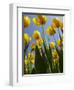 Tulips in Keukenhof Gardens, Amsterdam, Netherlands-Keren Su-Framed Photographic Print