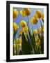 Tulips in Keukenhof Gardens, Amsterdam, Netherlands-Keren Su-Framed Photographic Print