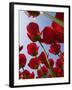 Tulips in Keukenhof Gardens, Amsterdam, Netherlands-Keren Su-Framed Photographic Print