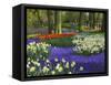 Tulips in Keukenhof Gardens, Amsterdam, Netherlands-Keren Su-Framed Stretched Canvas