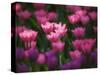 Tulips in Keukenhof Gardens, Amsterdam, Netherlands-Keren Su-Stretched Canvas