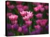 Tulips in Keukenhof Gardens, Amsterdam, Netherlands-Keren Su-Stretched Canvas