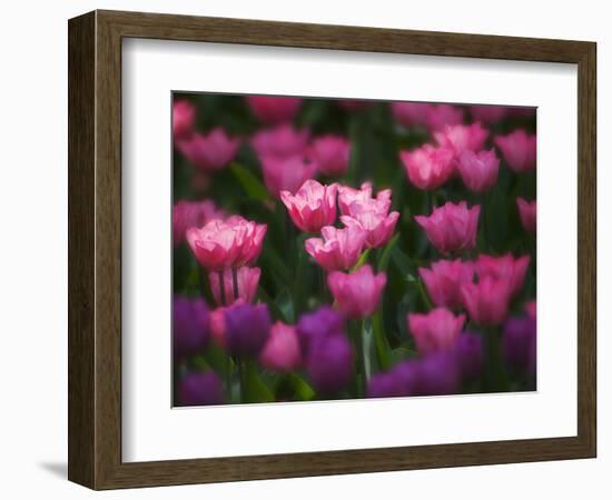 Tulips in Keukenhof Gardens, Amsterdam, Netherlands-Keren Su-Framed Photographic Print