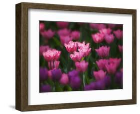 Tulips in Keukenhof Gardens, Amsterdam, Netherlands-Keren Su-Framed Photographic Print