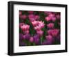 Tulips in Keukenhof Gardens, Amsterdam, Netherlands-Keren Su-Framed Photographic Print