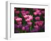 Tulips in Keukenhof Gardens, Amsterdam, Netherlands-Keren Su-Framed Photographic Print