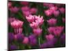 Tulips in Keukenhof Gardens, Amsterdam, Netherlands-Keren Su-Mounted Photographic Print