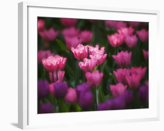 Tulips in Keukenhof Gardens, Amsterdam, Netherlands-Keren Su-Framed Photographic Print