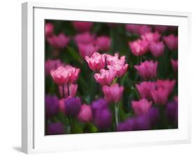 Tulips in Keukenhof Gardens, Amsterdam, Netherlands-Keren Su-Framed Photographic Print