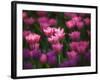 Tulips in Keukenhof Gardens, Amsterdam, Netherlands-Keren Su-Framed Photographic Print