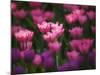 Tulips in Keukenhof Gardens, Amsterdam, Netherlands-Keren Su-Mounted Photographic Print