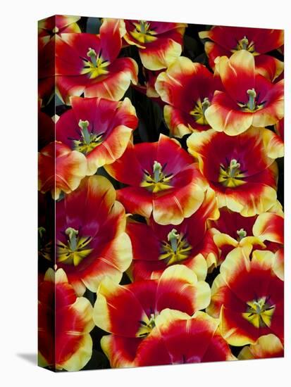 Tulips in Keukenhof Gardens-Darrell Gulin-Stretched Canvas