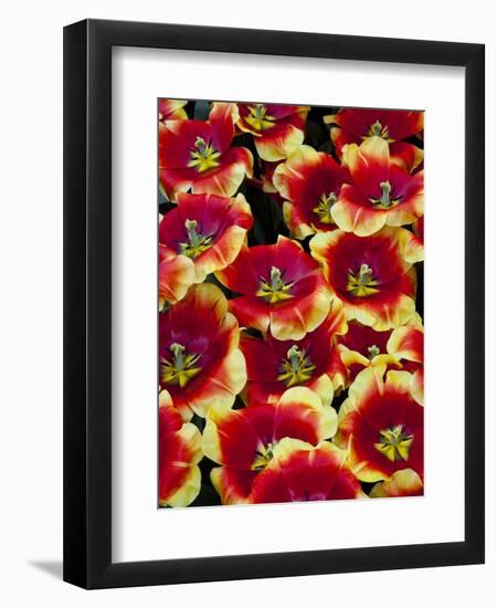 Tulips in Keukenhof Gardens-Darrell Gulin-Framed Photographic Print