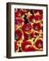 Tulips in Keukenhof Gardens-Darrell Gulin-Framed Photographic Print