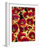 Tulips in Keukenhof Gardens-Darrell Gulin-Framed Photographic Print